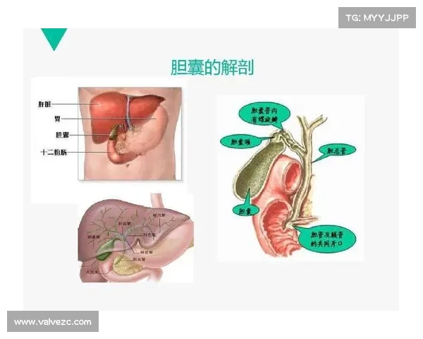 以一胆为中心探索胆囊的健康与疾病,全面剖析其对人体的影响与预防措施